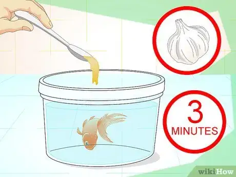 Image intitulée Revive a Goldfish Step 13