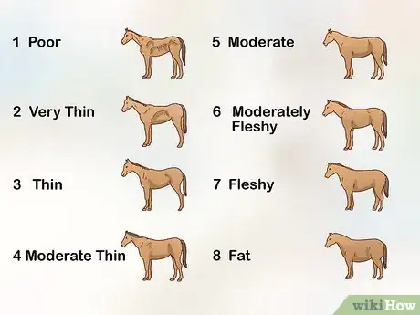 Image intitulée Fatten up a Horse Step 6
