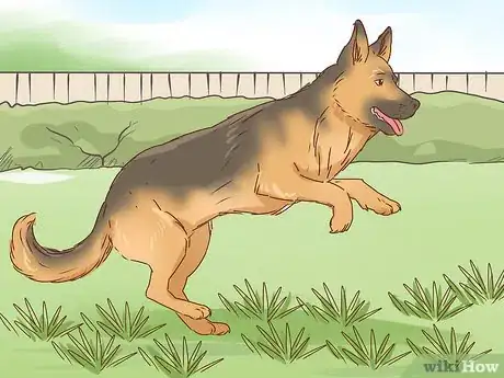 Image intitulée Identify a German Shepherd Step 12