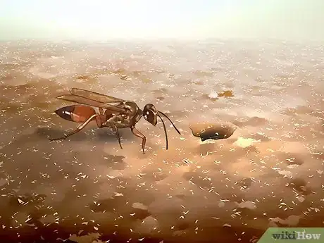 Image intitulée Identify Wasps Step 7