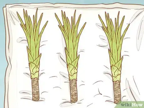 Image intitulée Grow Yucca Step 11