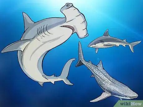 Image intitulée Fish for Shark Step 3