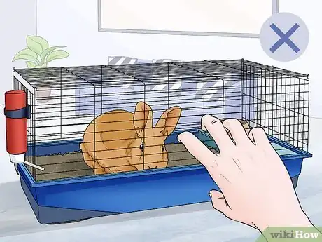 Image intitulée Stop a Rabbit's Biting Habit Step 1