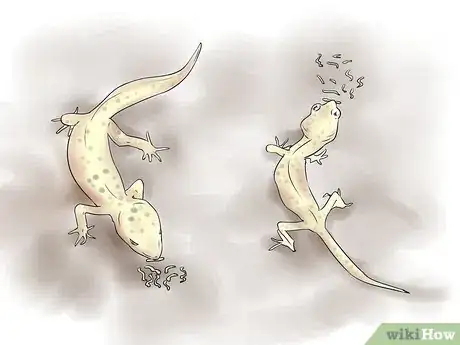 Image intitulée Breed Leopard Geckos Step 13