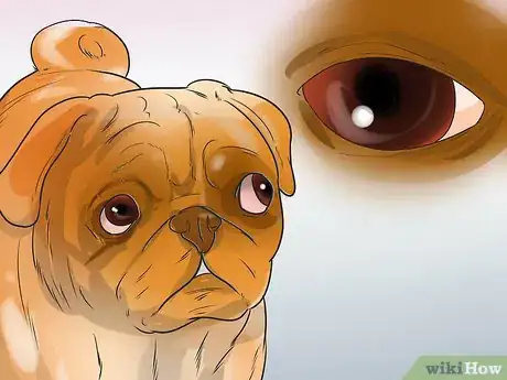 Image intitulée Treat Eye Problems in Pugs Step 23