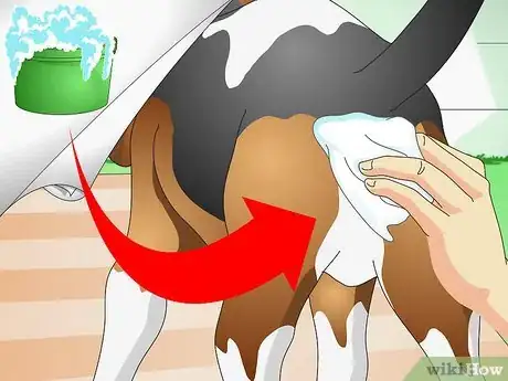 Image intitulée Treat Dog Constipation Step 2