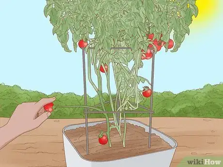 Image intitulée Grow Cherry Tomatoes Step 18