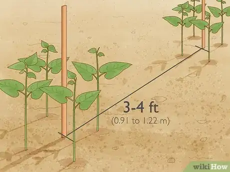 Image intitulée Grow Beans in Cotton Step 11