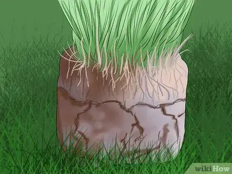 Image intitulée Get and Maintain a Healthy Lawn Step 16
