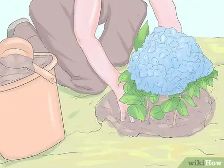 Image intitulée Grow Hydrangeas Step 7