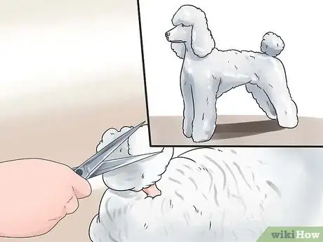 Image intitulée Groom a Poodle Step 29