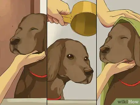 Image intitulée Give a Small Dog a Bath Step 5