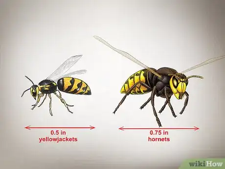 Image intitulée Identify Wasps Step 3