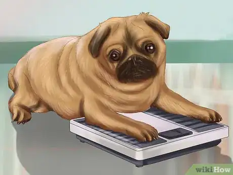 Image intitulée Live with a Pug Dog Step 17