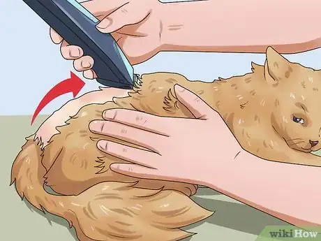 Image intitulée Shave a Cat Step 17
