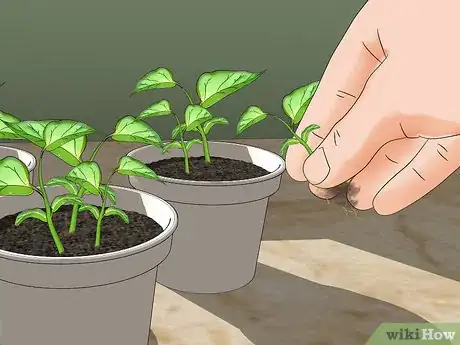 Image intitulée Start Pepper Seeds Step 4