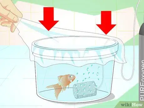 Image intitulée Revive a Goldfish Step 10