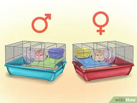Image intitulée Care for Roborovski Hamsters Step 14