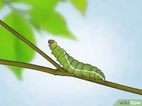 Image intitulée Identify a Caterpillar Step 1