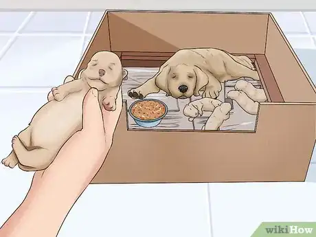 Image intitulée Save a Fading Newborn Puppy Step 5