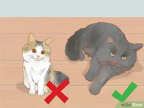 Image intitulée Train a Therapy Cat Step 13