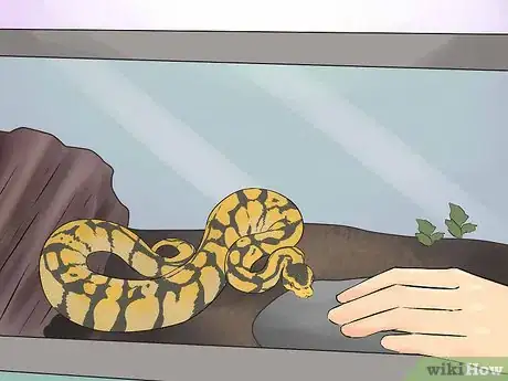 Image intitulée Hold a Snake Step 2