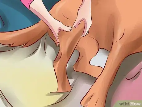 Image intitulée Treat Arthritis in Dogs Step 10
