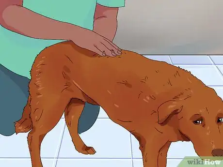Image intitulée Determine if Your Dog Is Obese Step 2