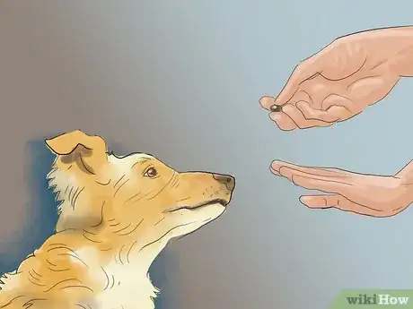 Image intitulée Calm a Dog During Thunderstorms Step 11