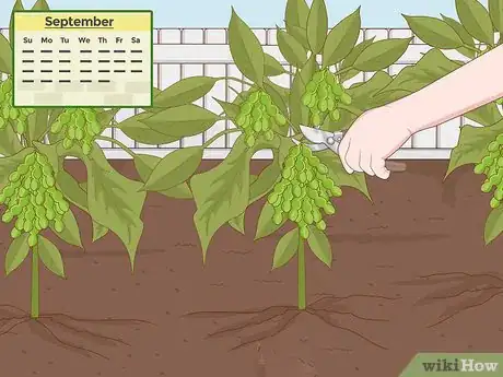 Image intitulée Grow Soybeans Step 11