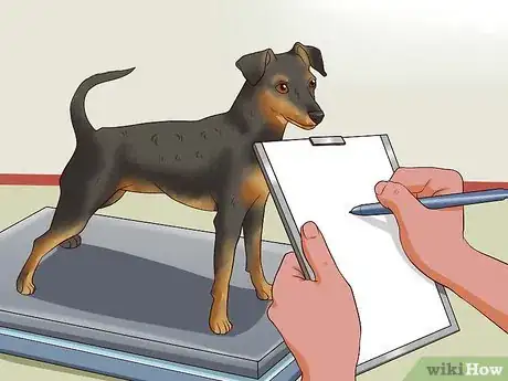 Image intitulée Care for a Miniature Pinscher Step 14