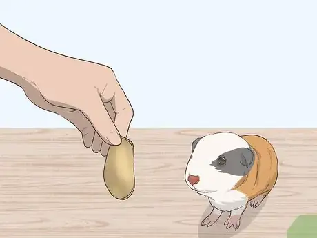 Image intitulée Hold a Guinea Pig Step 10