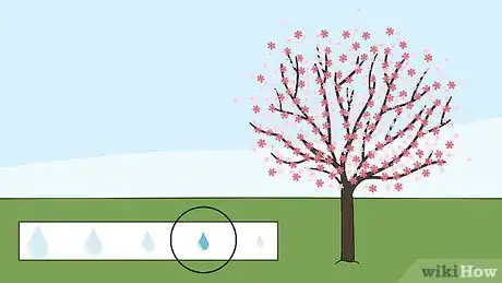 Image intitulée Grow a Cherry Blossom Tree Step 13