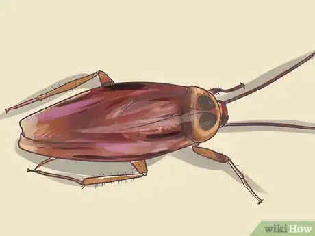 Image intitulée Identify a Cockroach Step 12