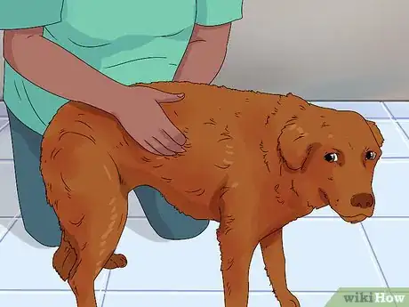 Image intitulée Determine if Your Dog Is Obese Step 1