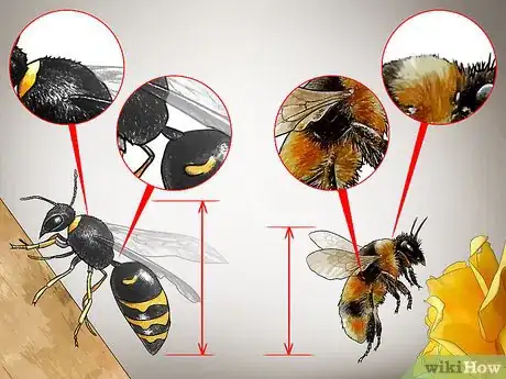 Image intitulée Identify Wasps Step 8
