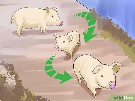 Image intitulée Care for a Pet Pig Step 5