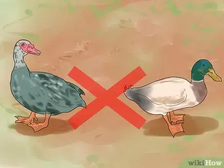 Image intitulée Breed Ducks Step 20