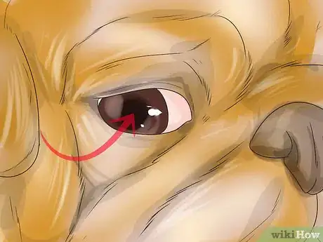 Image intitulée Treat Eye Problems in Pugs Step 20