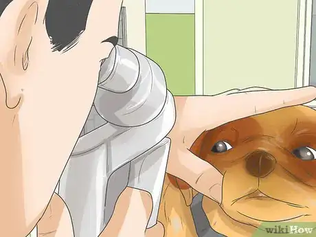 Image intitulée Treat Eye Problems in Pugs Step 14