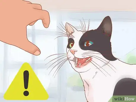 Image intitulée Have Fun with Your Cat Step 15