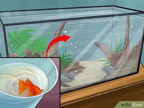 Image intitulée Set up a Healthy Goldfish Aquarium Step 13