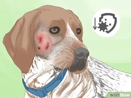 Image intitulée Diagnose and Treat Your Dog's Itchy Skin Problems Step 10