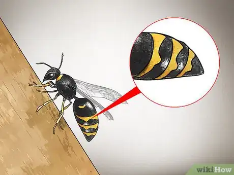 Image intitulée Identify Wasps Step 1