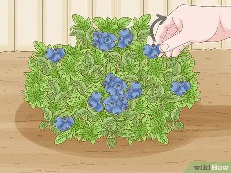 Image intitulée Grow Blueberries Step 17