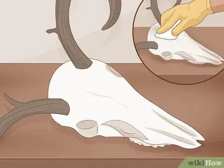 Image intitulée Clean a Deer Skull Step 16