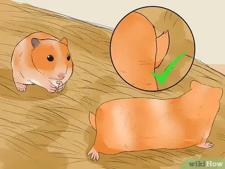 Image intitulée Breed Syrian Hamsters Step 11