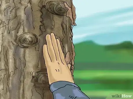 Image intitulée Identify a Sycamore Tree Step 1