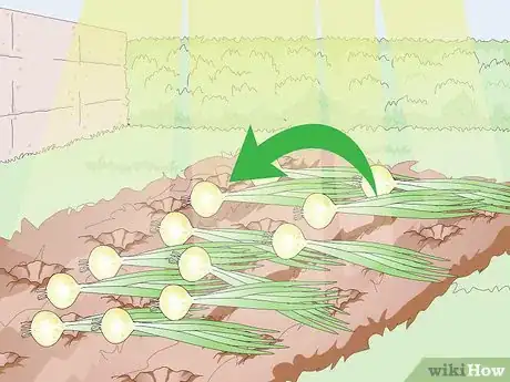 Image intitulée Grow Sweet Onions Step 12