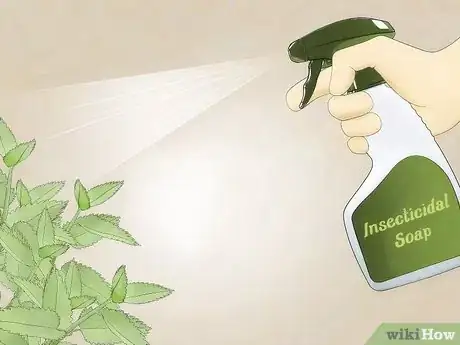 Image intitulée Get Rid of Aphids Step 12